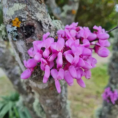 Pensionat D'hote Casprese 3*